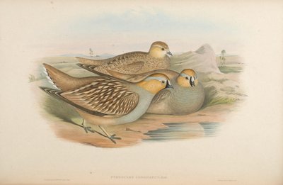 Pterocles coronatus by John Gould